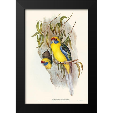 Yellow-bellied Parakeet-Platycercus flaviventris Black Modern Wood Framed Art Print by Gould, John
