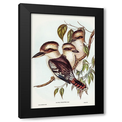 Great Brown Kingfisher-Dacelo gigantic Black Modern Wood Framed Art Print with Double Matting by Gould, John