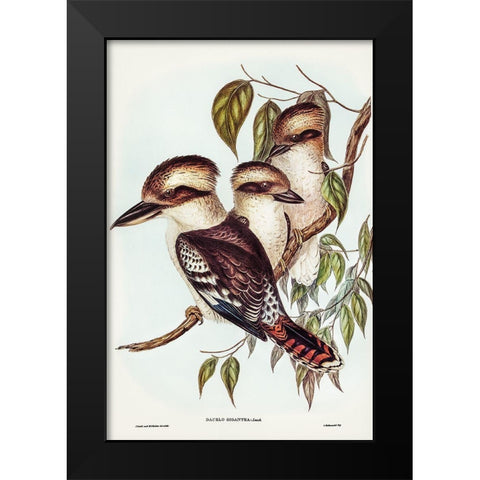 Great Brown Kingfisher-Dacelo gigantic Black Modern Wood Framed Art Print by Gould, John