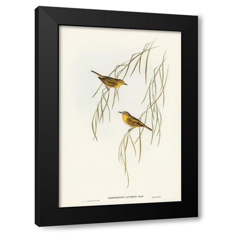 Yellow Zosterops-Zosterops lutcus Black Modern Wood Framed Art Print by Gould, John