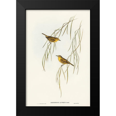 Yellow Zosterops-Zosterops lutcus Black Modern Wood Framed Art Print by Gould, John