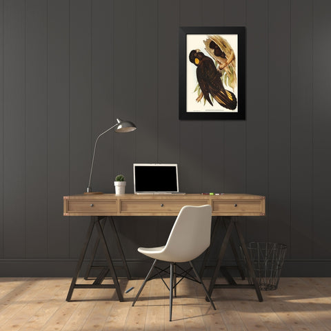 Yellow-eared Black Cockatoo-Calyptorhynchus xanthonotus Black Modern Wood Framed Art Print by Gould, John