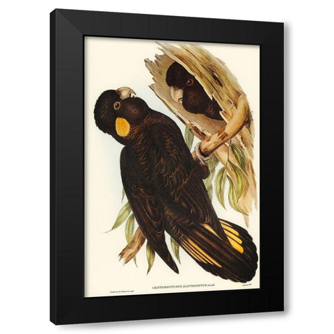 Yellow-eared Black Cockatoo-Calyptorhynchus xanthonotus Black Modern Wood Framed Art Print with Double Matting by Gould, John