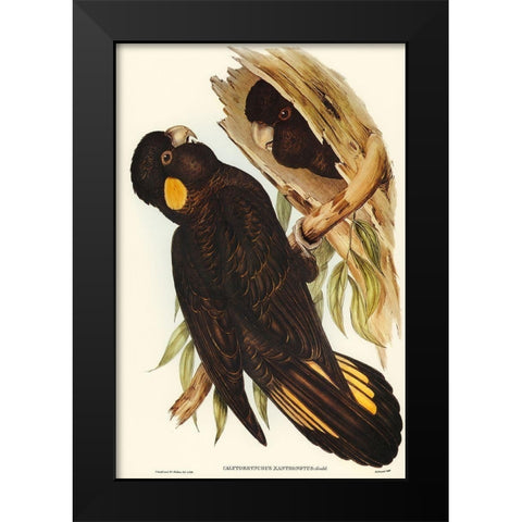 Yellow-eared Black Cockatoo-Calyptorhynchus xanthonotus Black Modern Wood Framed Art Print by Gould, John