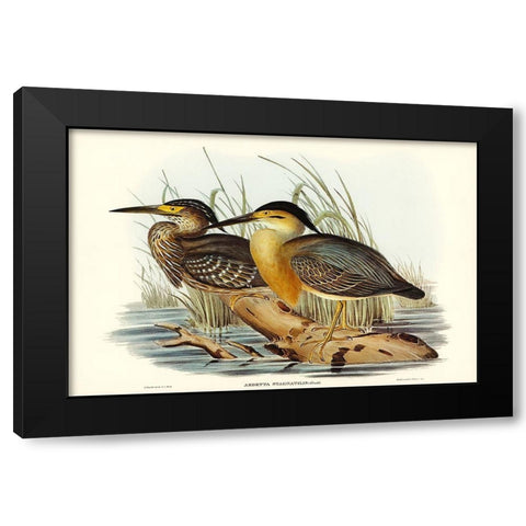 Little Grey Bittern-Ardetta stagnatilis Black Modern Wood Framed Art Print with Double Matting by Gould, John