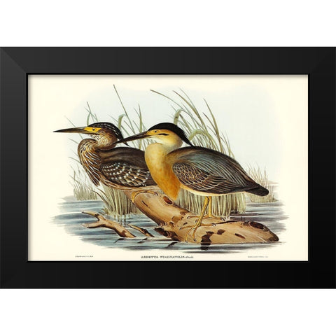 Little Grey Bittern-Ardetta stagnatilis Black Modern Wood Framed Art Print by Gould, John