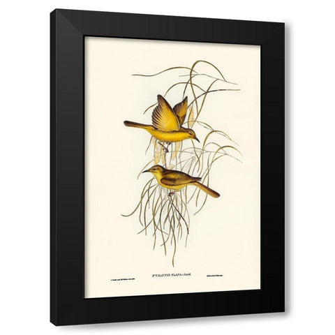 Yellow Honey-eater-Ptilotis flava Black Modern Wood Framed Art Print with Double Matting by Gould, John