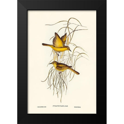 Yellow Honey-eater-Ptilotis flava Black Modern Wood Framed Art Print by Gould, John