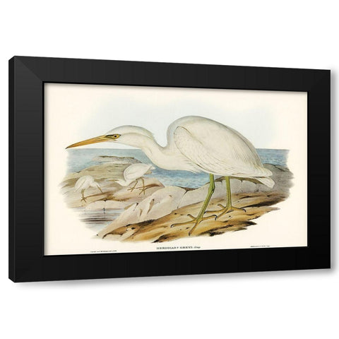 White Reef Heron-Herodias Greyi Black Modern Wood Framed Art Print with Double Matting by Gould, John