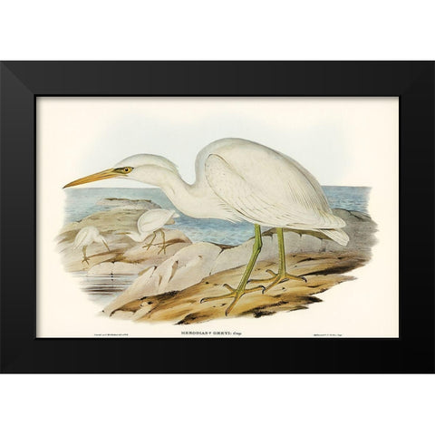 White Reef Heron-Herodias Greyi Black Modern Wood Framed Art Print by Gould, John