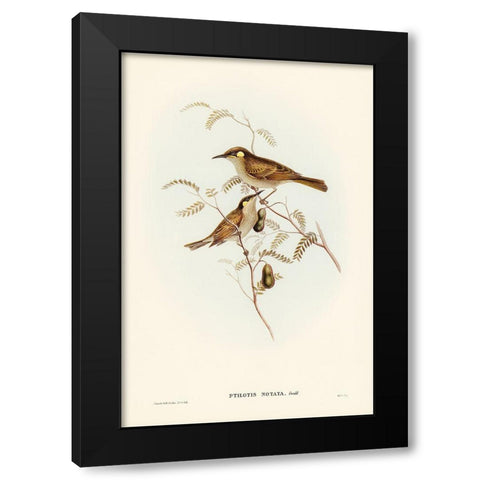 Yellow-spotted Honey-eater-Ptilotis notata Black Modern Wood Framed Art Print with Double Matting by Gould, John