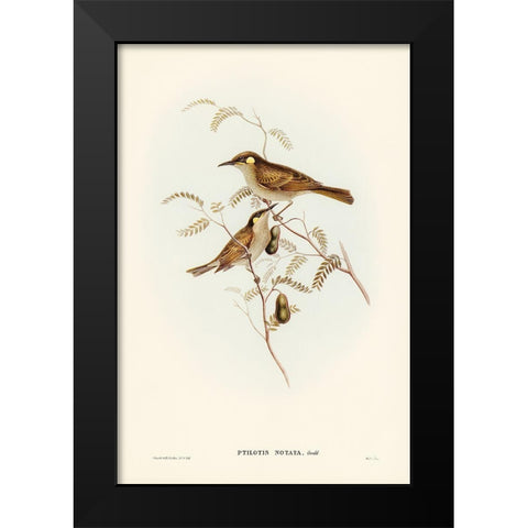 Yellow-spotted Honey-eater-Ptilotis notata Black Modern Wood Framed Art Print by Gould, John