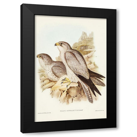 Gray falcon-Falco Hypoleucus Black Modern Wood Framed Art Print with Double Matting by Gould, John