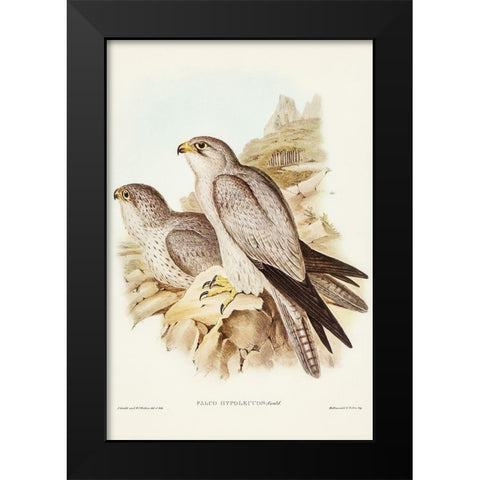 Gray falcon-Falco Hypoleucus Black Modern Wood Framed Art Print by Gould, John