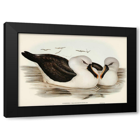 Yellow-billed Albatros-Diomedea chlororhynchos Black Modern Wood Framed Art Print with Double Matting by Gould, John