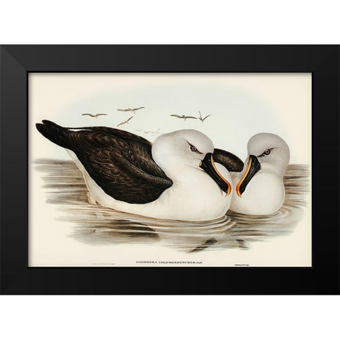 Yellow-billed Albatros-Diomedea chlororhynchos Black Modern Wood Framed Art Print by Gould, John
