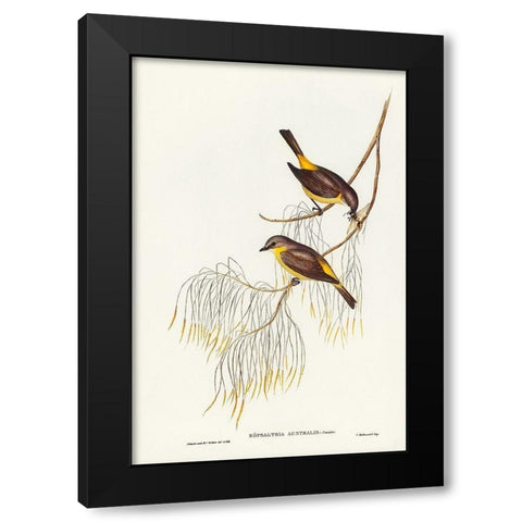 Yellow-breasted Robin-Eopsaltria Australis Black Modern Wood Framed Art Print with Double Matting by Gould, John