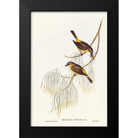 Yellow-breasted Robin-Eopsaltria Australis Black Modern Wood Framed Art Print by Gould, John