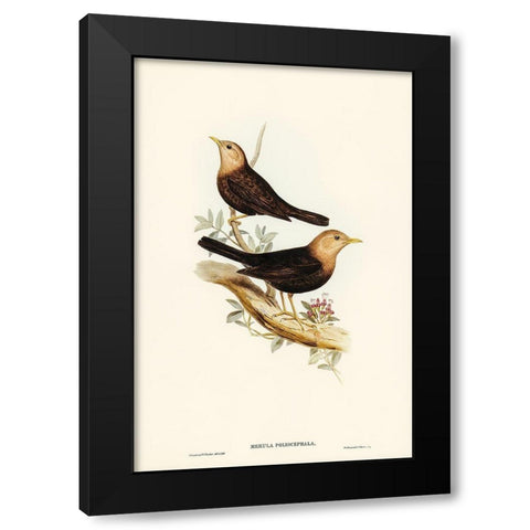 Grey-headed Blackbird-Merula poliocephala Black Modern Wood Framed Art Print with Double Matting by Gould, John