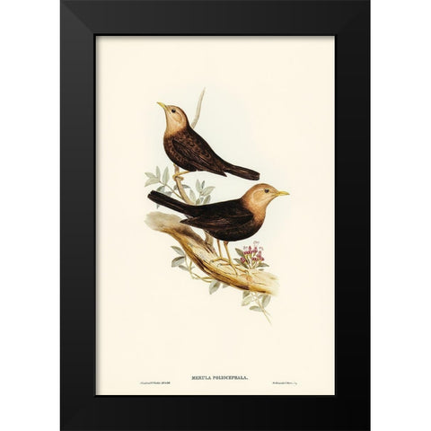 Grey-headed Blackbird-Merula poliocephala Black Modern Wood Framed Art Print by Gould, John