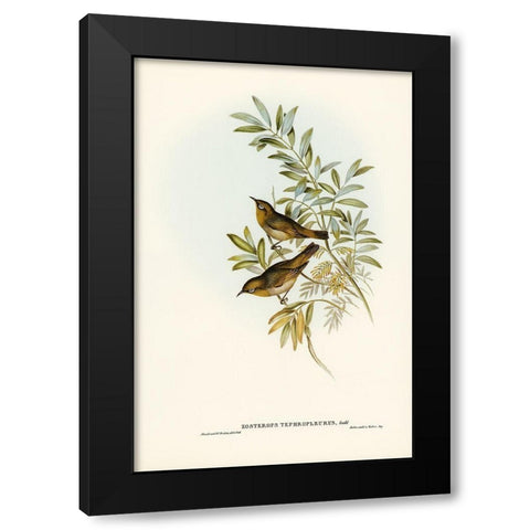 Grey-breasted Zosterops-Zosterops tephropleurus Black Modern Wood Framed Art Print with Double Matting by Gould, John