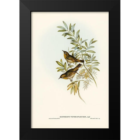 Grey-breasted Zosterops-Zosterops tephropleurus Black Modern Wood Framed Art Print by Gould, John