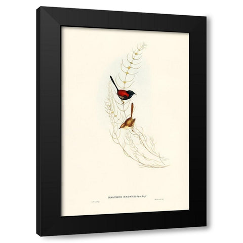 Brown’s Wren-alurus Brownii Black Modern Wood Framed Art Print with Double Matting by Gould, John