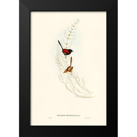 Brown’s Wren-alurus Brownii Black Modern Wood Framed Art Print by Gould, John