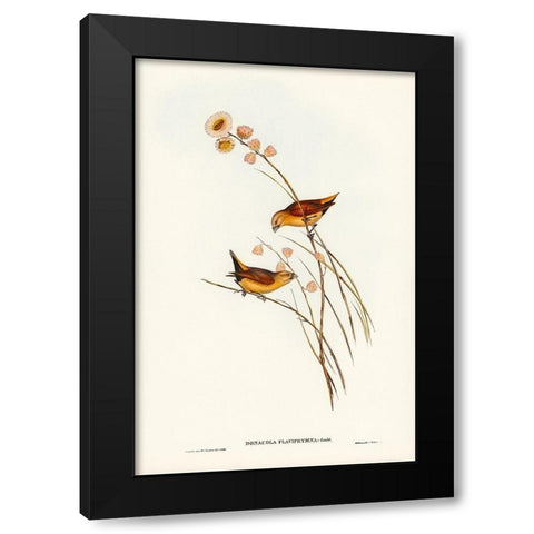 Yellow-rumped Finch-Donacola flaviprymna Black Modern Wood Framed Art Print by Gould, John