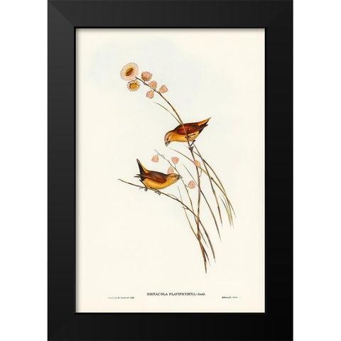 Yellow-rumped Finch-Donacola flaviprymna Black Modern Wood Framed Art Print by Gould, John