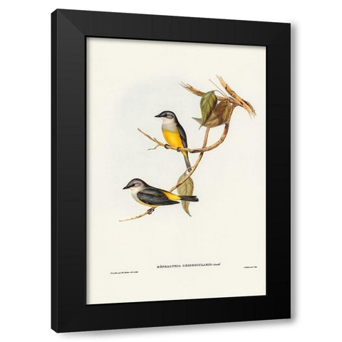 Grey-breasted Robin-Eopsaltria griseogularis Black Modern Wood Framed Art Print with Double Matting by Gould, John
