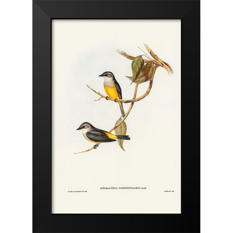 Grey-breasted Robin-Eopsaltria griseogularis Black Modern Wood Framed Art Print by Gould, John