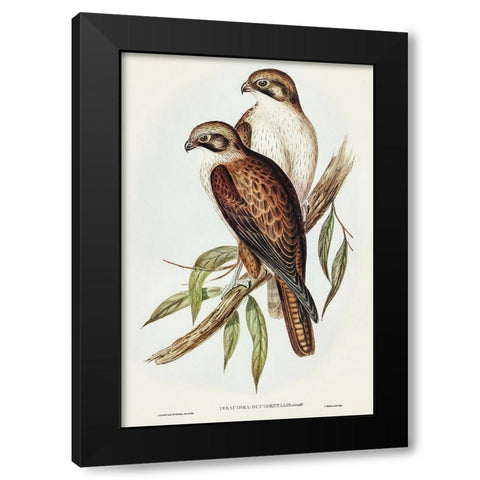 Western Brown Hawk-Ieracidea occidentalis Black Modern Wood Framed Art Print with Double Matting by Gould, John