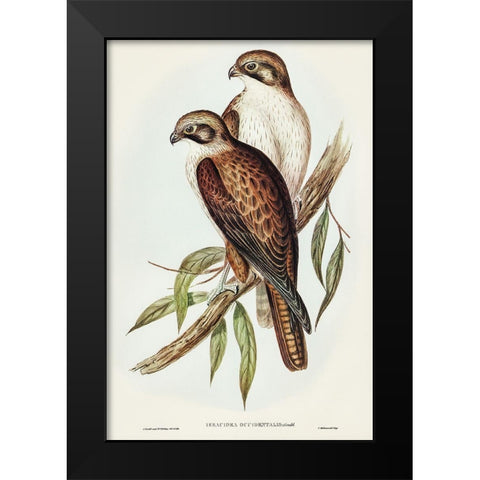 Western Brown Hawk-Ieracidea occidentalis Black Modern Wood Framed Art Print by Gould, John