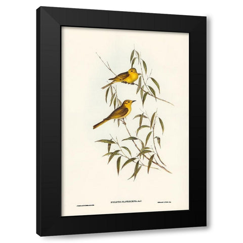 Yellow-tinted Honey-eater-Ptilotis flavescens Black Modern Wood Framed Art Print by Gould, John