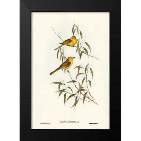 Yellow-tinted Honey-eater-Ptilotis flavescens Black Modern Wood Framed Art Print by Gould, John