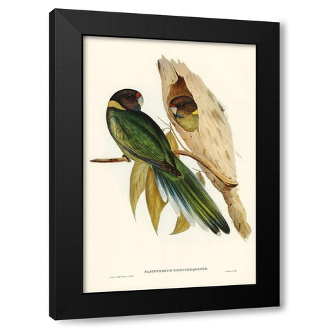 Yellow-collared Parakeet-Platycercus semitorquatus Black Modern Wood Framed Art Print with Double Matting by Gould, John