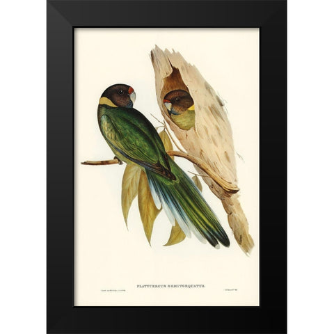 Yellow-collared Parakeet-Platycercus semitorquatus Black Modern Wood Framed Art Print by Gould, John