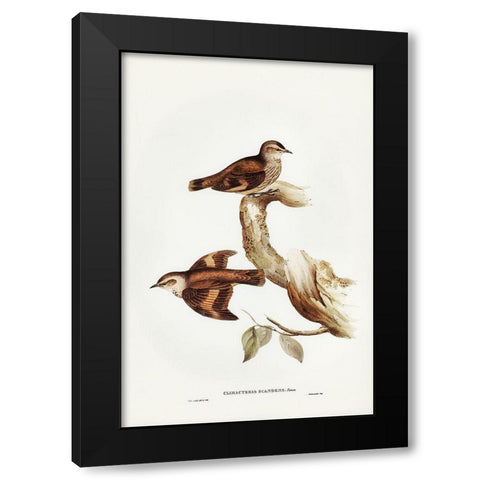 Brown Tree-Creeper-Climacteris scandens Black Modern Wood Framed Art Print with Double Matting by Gould, John