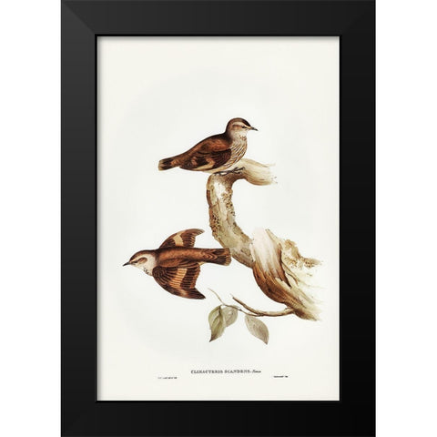 Brown Tree-Creeper-Climacteris scandens Black Modern Wood Framed Art Print by Gould, John