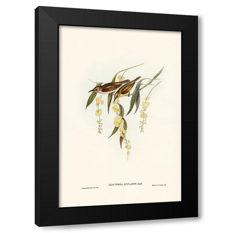 Brown Honey-eater-Glyciphila ocularis Black Modern Wood Framed Art Print with Double Matting by Gould, John