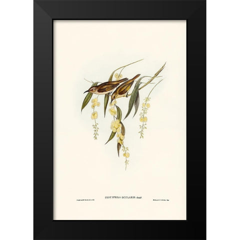 Brown Honey-eater-Glyciphila ocularis Black Modern Wood Framed Art Print by Gould, John