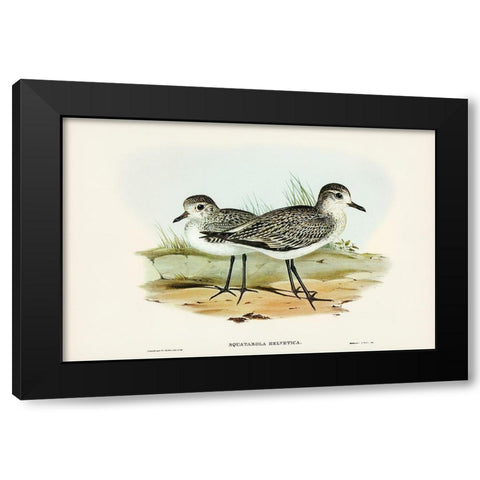Grey Plover-Squatarola Helvetica Black Modern Wood Framed Art Print with Double Matting by Gould, John