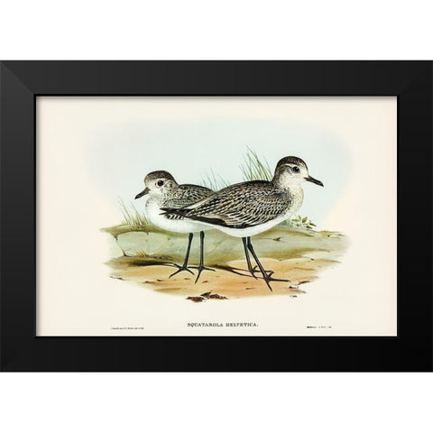 Grey Plover-Squatarola Helvetica Black Modern Wood Framed Art Print by Gould, John