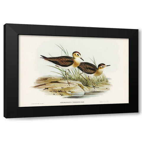 Brown Plover-Charadrius veredus Black Modern Wood Framed Art Print with Double Matting by Gould, John