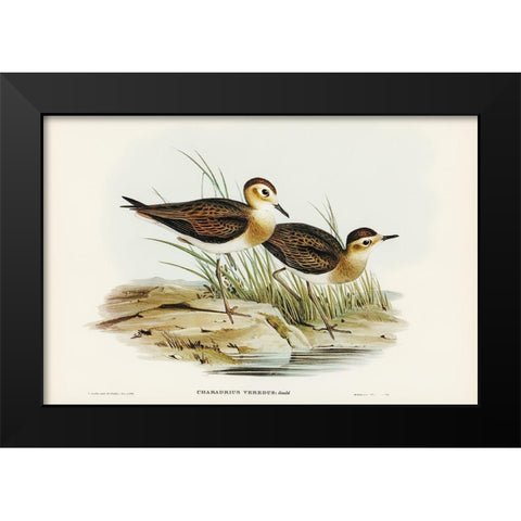 Brown Plover-Charadrius veredus Black Modern Wood Framed Art Print by Gould, John