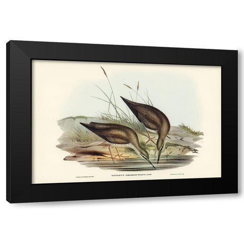 Grey-rumped Sandpaper-Totanus griseopygius Black Modern Wood Framed Art Print with Double Matting by Gould, John