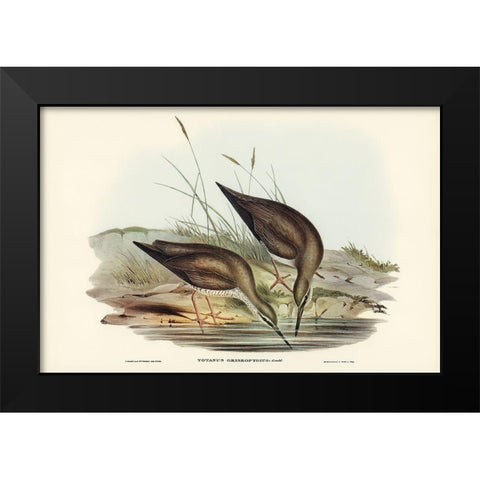 Grey-rumped Sandpaper-Totanus griseopygius Black Modern Wood Framed Art Print by Gould, John