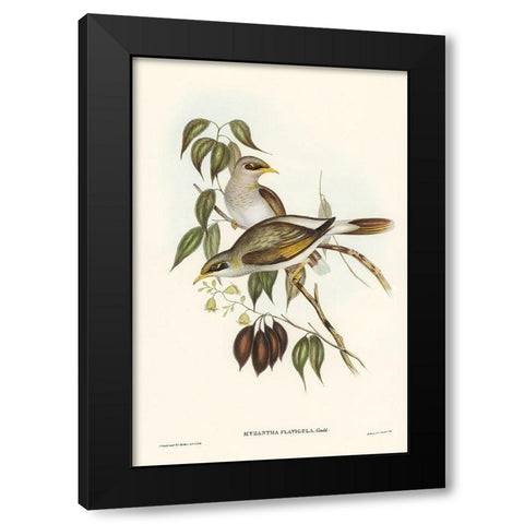 Yellow-throated Miner-Myzantha flavigula Black Modern Wood Framed Art Print by Gould, John