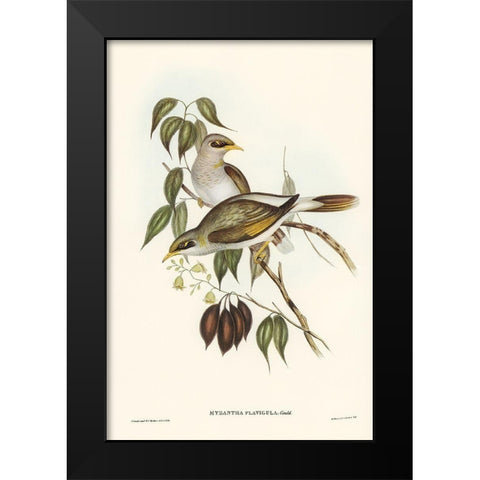 Yellow-throated Miner-Myzantha flavigula Black Modern Wood Framed Art Print by Gould, John